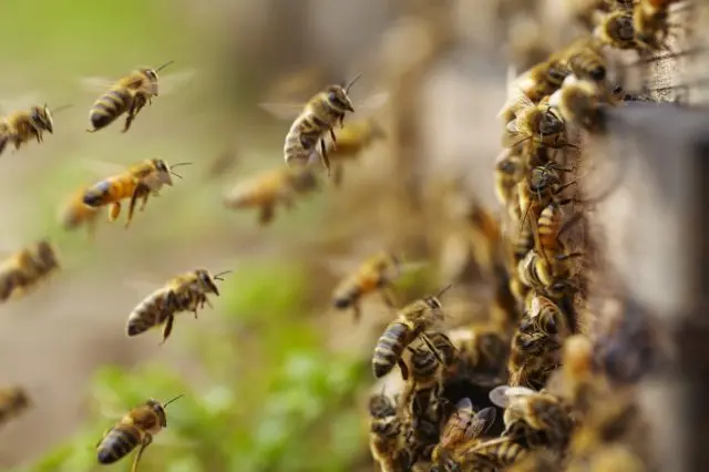 Association of bee colonies in autumn