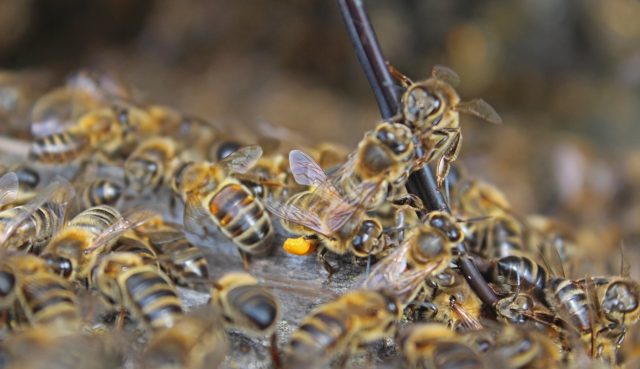 Association of bee colonies in autumn