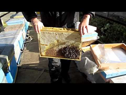 Association of bee colonies in autumn