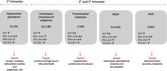 AST test &#8211; what is it? AST in pregnancy