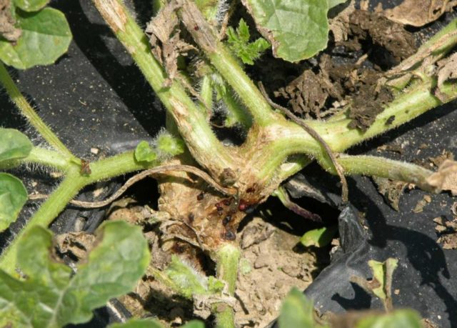 Aster diseases and their control: photos of diseases and pests