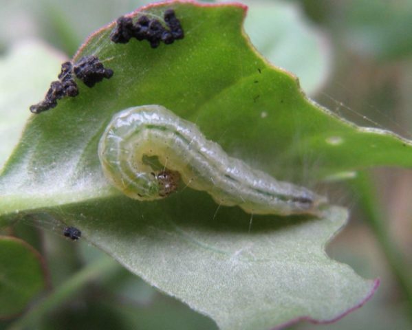 Aster diseases and their control: photos of diseases and pests