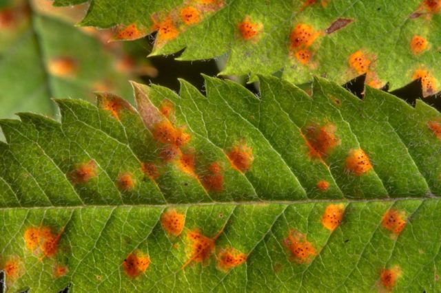 Aster diseases and their control: photos of diseases and pests