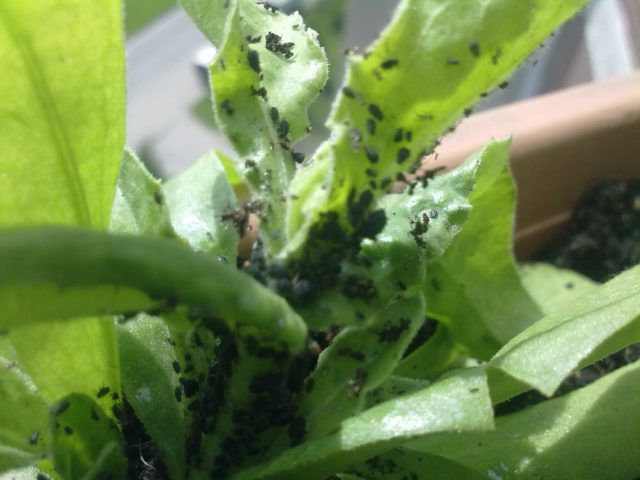 Aster diseases and their control: photos of diseases and pests