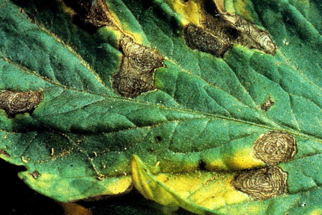 Aster diseases and their control: photos of diseases and pests