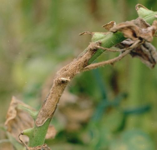 Aster diseases and their control: photos of diseases and pests