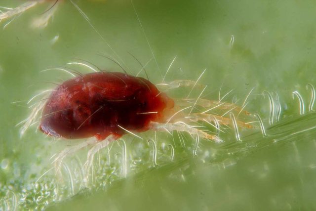 Aster diseases and their control: photos of diseases and pests