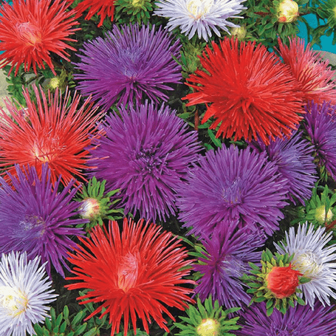 Aster needle-shaped Unicum mix &#8211; photo