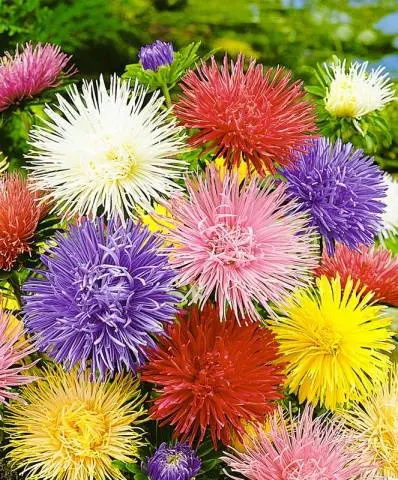 Aster needle-shaped Unicum mix &#8211; photo