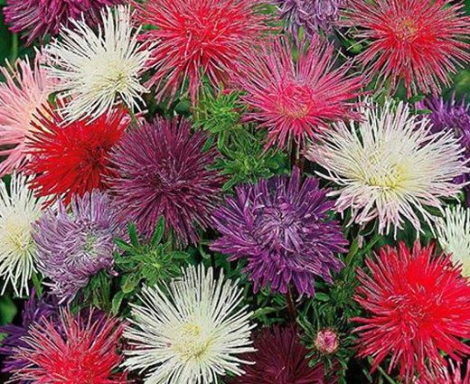 Aster needle-shaped Unicum mix &#8211; photo