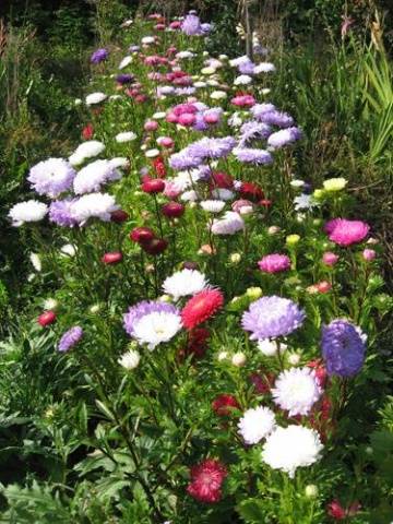 Aster peony