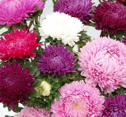 Aster peony