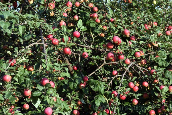 Asterisk apple tree: key benefits, care and yield