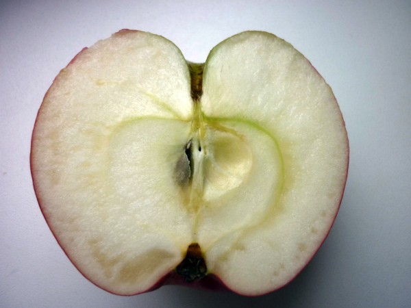 Asterisk apple tree: key benefits, care and yield