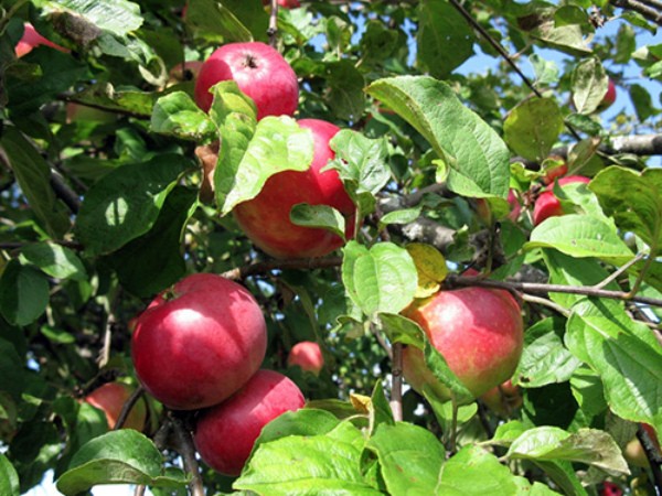 Asterisk apple tree: key benefits, care and yield