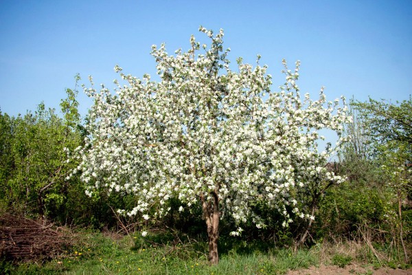 Asterisk apple tree: key benefits, care and yield