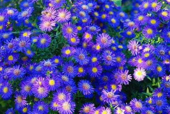 Asters: varieties with photos and names