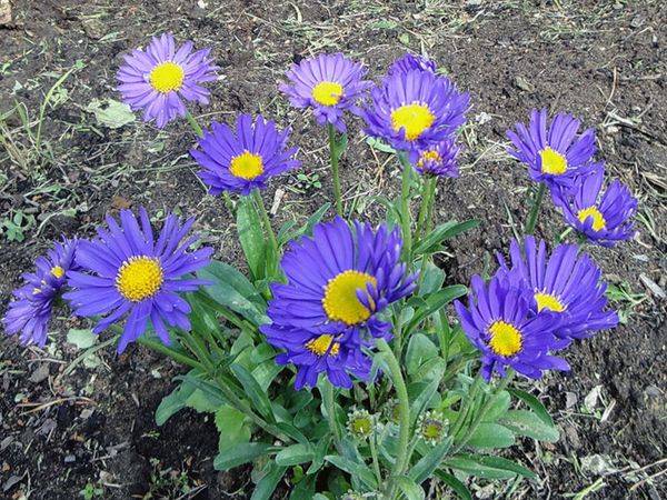 Asters: varieties with photos and names