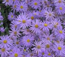 Asters: varieties with photos and names