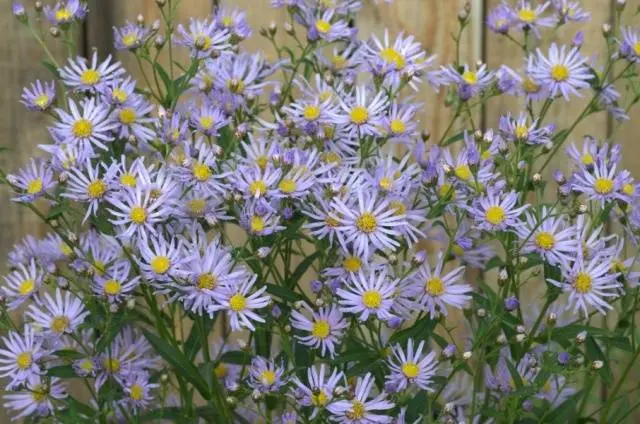 Asters: varieties with photos and names