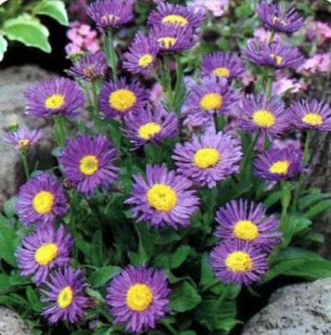 Asters: varieties with photos and names