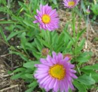 Asters: varieties with photos and names