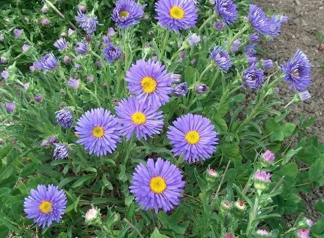 Asters: varieties with photos and names