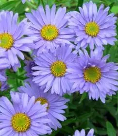 Asters: varieties with photos and names