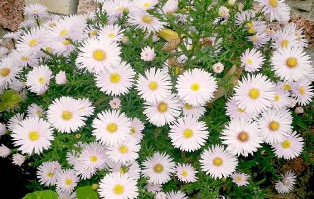 Asters: varieties with photos and names