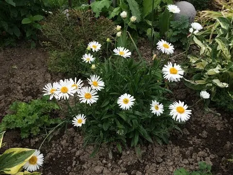 Asters: varieties with photos and names