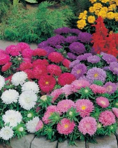 Asters: varieties with photos and names