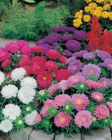 Asters: varieties with photos and names