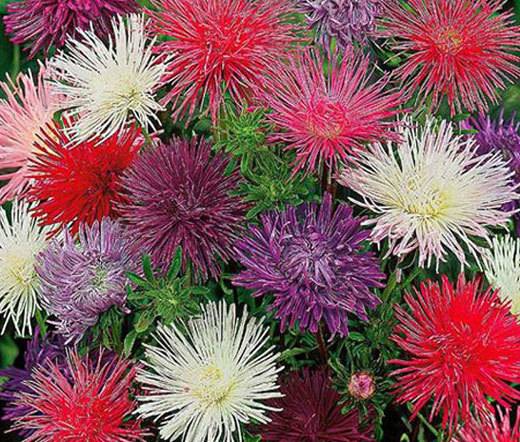 Asters: varieties with photos and names