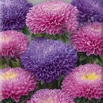 Asters: varieties with photos and names