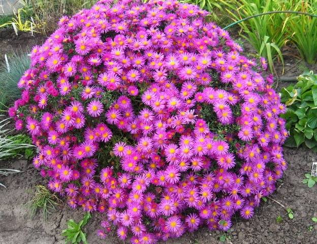 Asters: varieties with photos and names