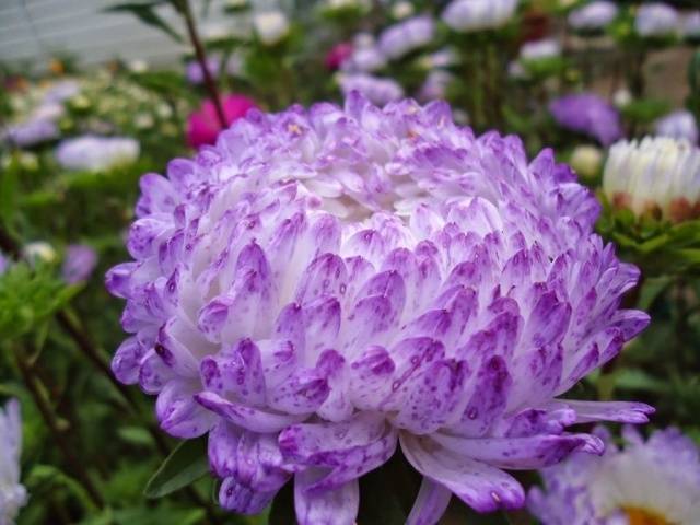 Asters: varieties with photos and names