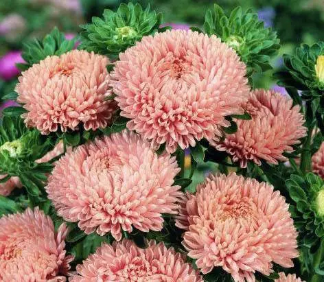 Asters: varieties with photos and names