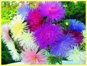 Asters: varieties with photos and names