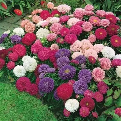 Asters: varieties with photos and names