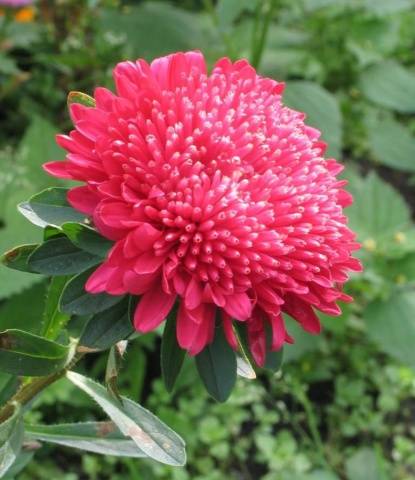 Asters: varieties with photos and names