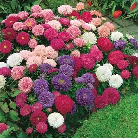 Asters: varieties with photos and names