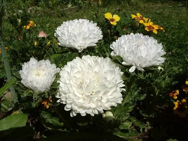 Asters: varieties with photos and names