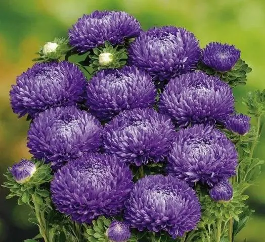 Asters: varieties with photos and names