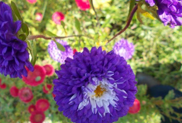 Asters: varieties with photos and names