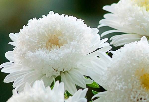 Asters: varieties with photos and names