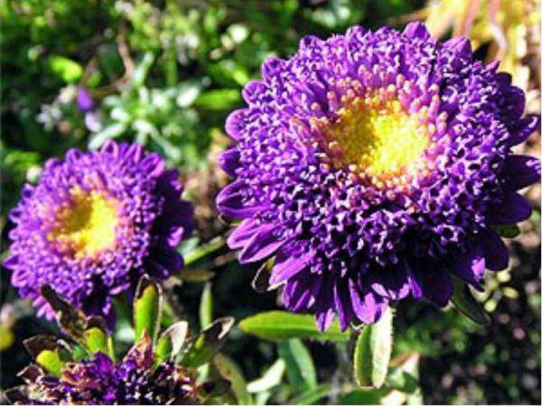 Asters: varieties with photos and names