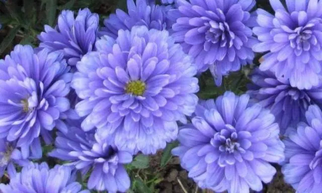 Asters: varieties with photos and names