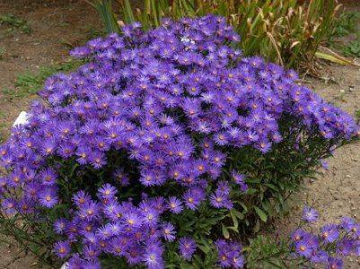 Asters: varieties with photos and names