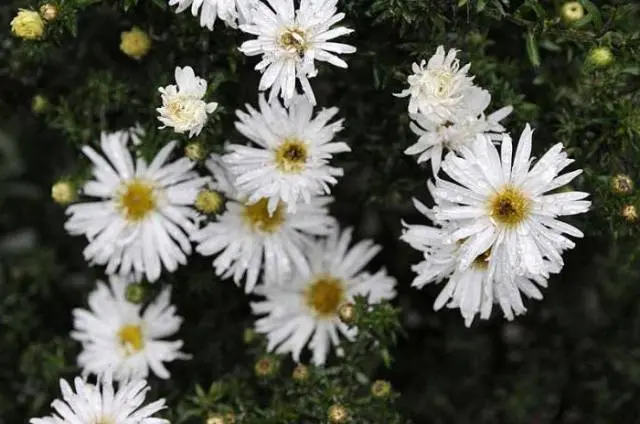 Asters: varieties with photos and names