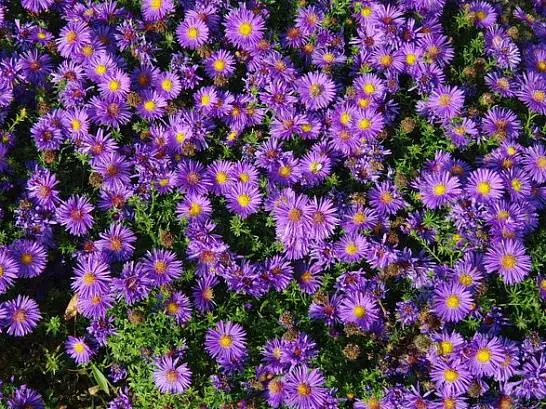 Asters: varieties with photos and names